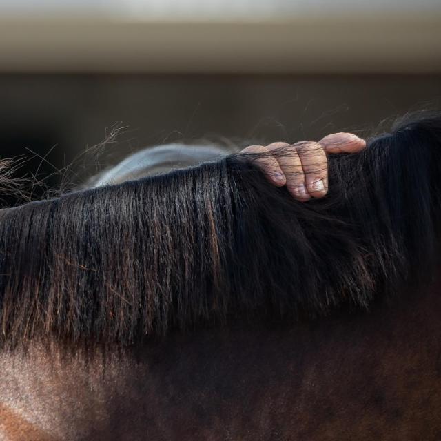 Petting Horse