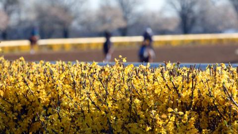 spring