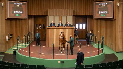1.6 million dollar mare