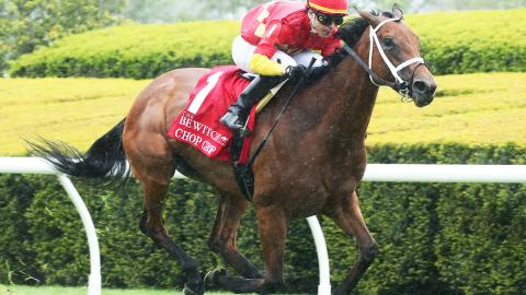 The Bewitch (G3)