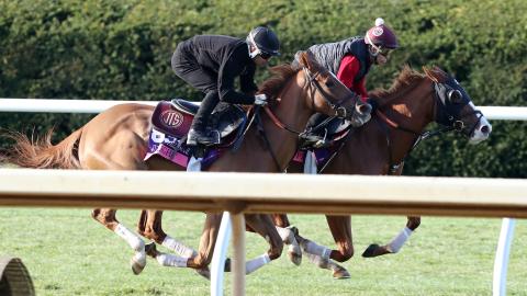 horse work